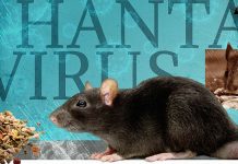 Hantavirus