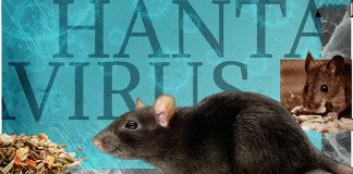 Hantavirus