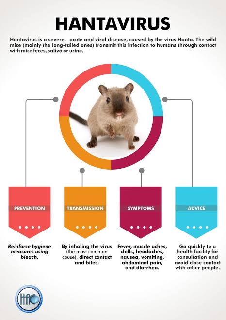 Everything about hantavirus