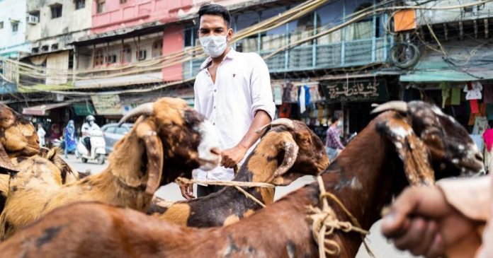 bakri eid file photo